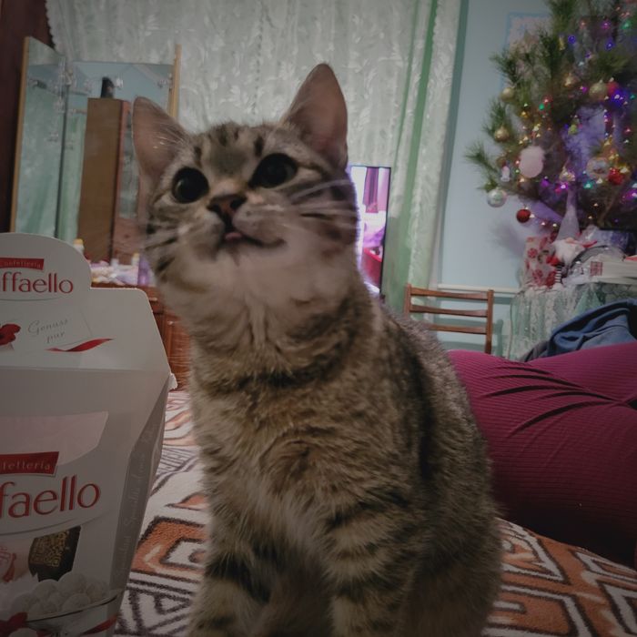 Кішка безкоштовно