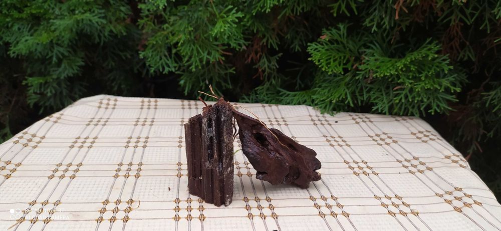 Korzeń mangrowca do akwarium-tonący!