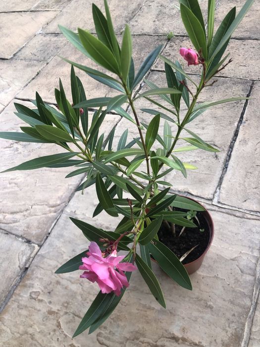 Oleander w doniczce kwitnący na różowo Nerium Oleander roślina na taras balkon do ogrodu kolor 60 cm