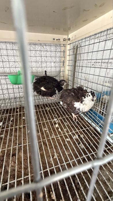 Ovos galados codorniz