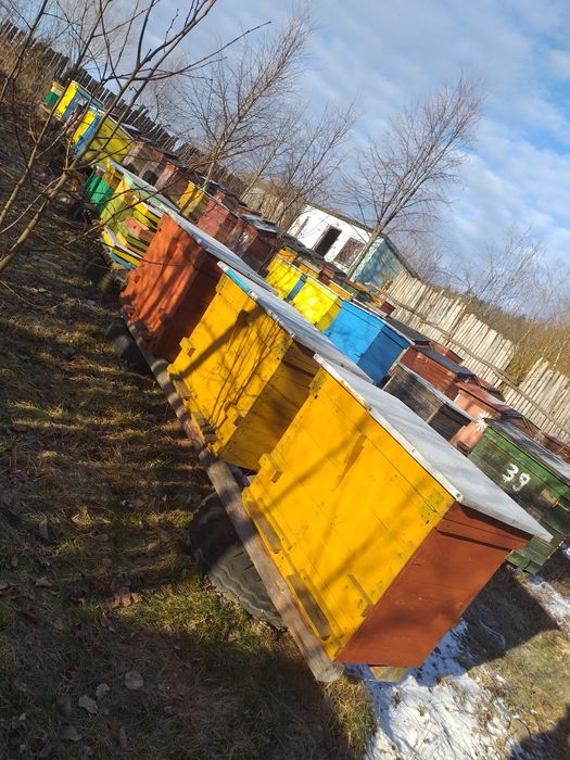 Sprzedam pszczoły z ulami