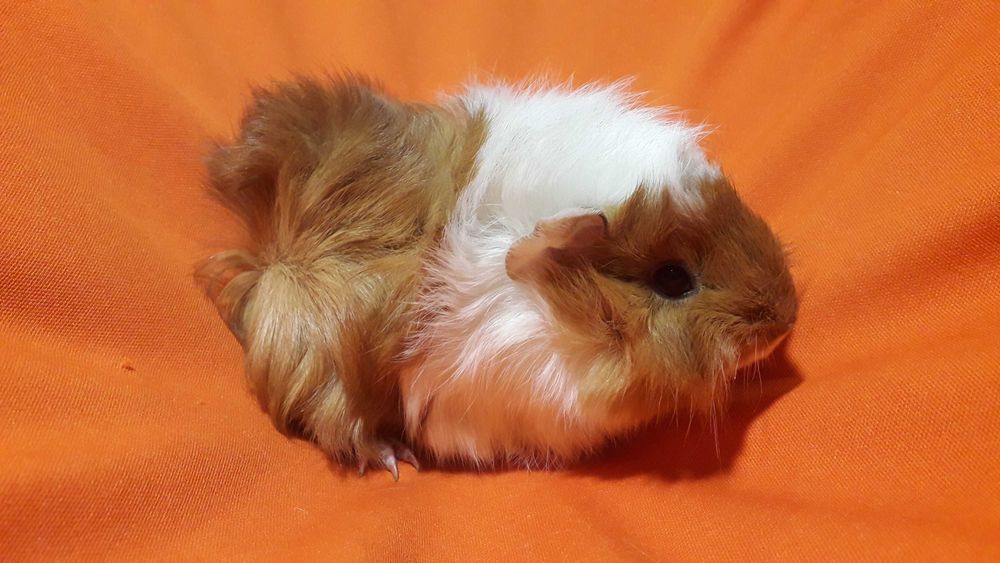 Морські свинки, розетки.