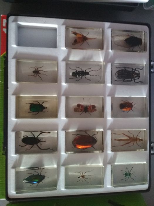 owady  , pajęczaki w żywicy