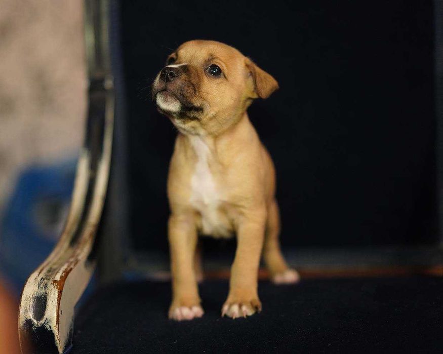 Staffordshire Bull Terrier staffik piesek rudy  podpalany