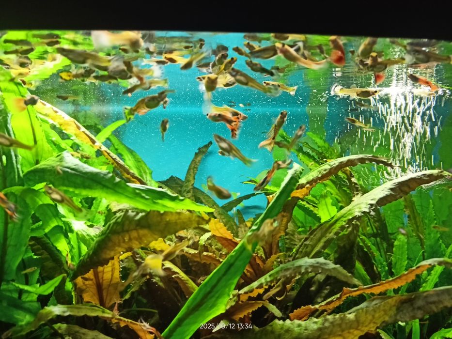 Ryby akwariowe - gupiki