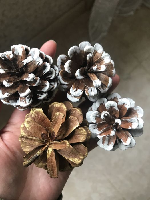 сосновые шишки . Соснові Шишки