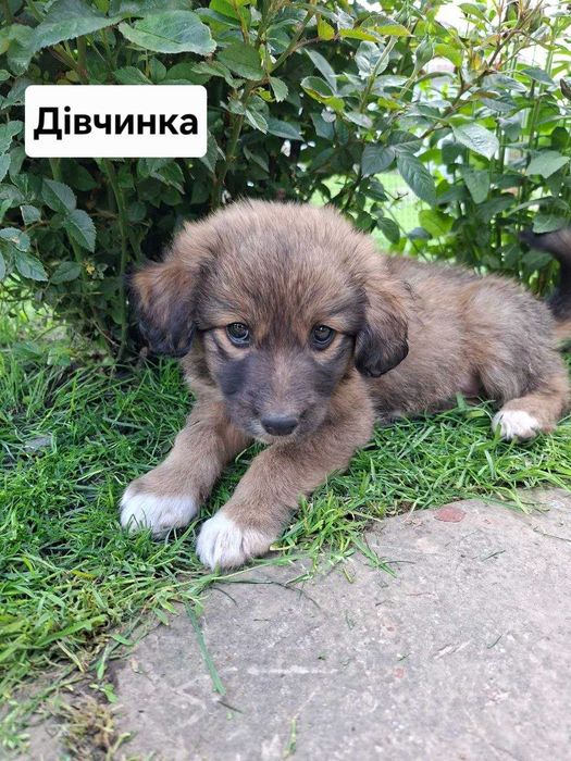 Цуценята в добрі руки