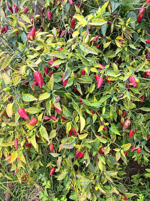 Árvores para jardim