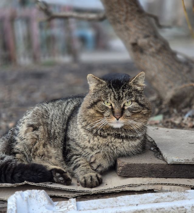 Котика  потрібен дім