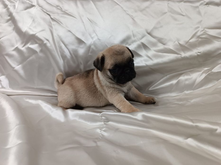 Fêmea Pug carlin