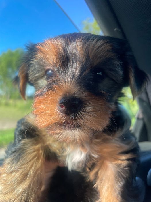 York yorkshire terrier suczka pies dwa szczepienia