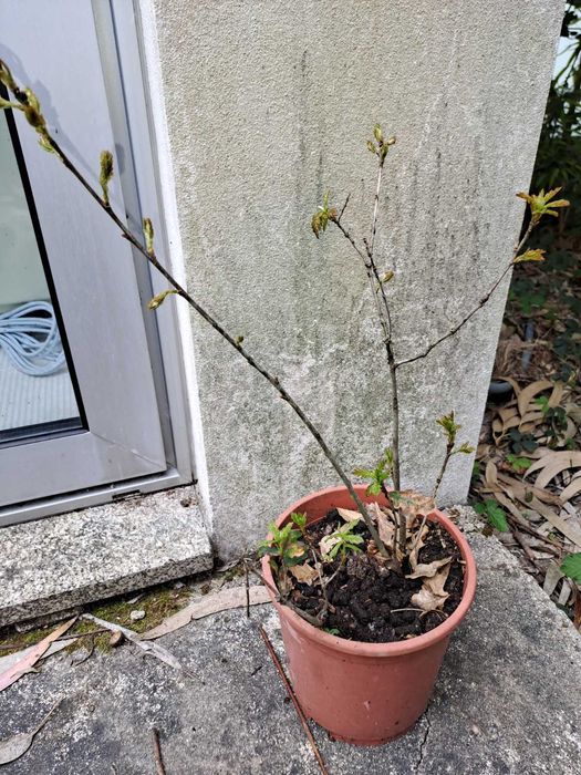 Árvore - Carvalho Português - Várias Dimensões