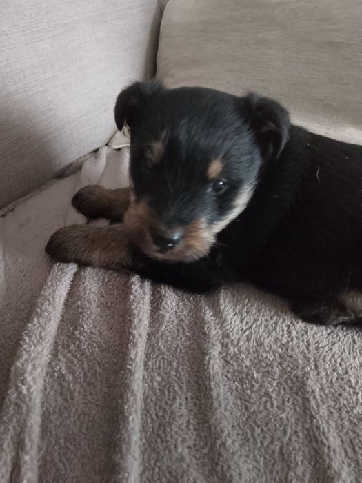 Oddam pieska w dobre ręce