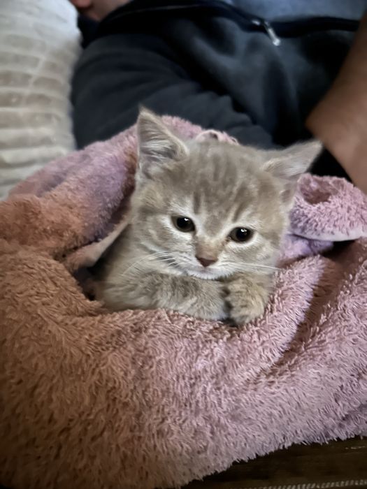 Продам кицьку шотландку
