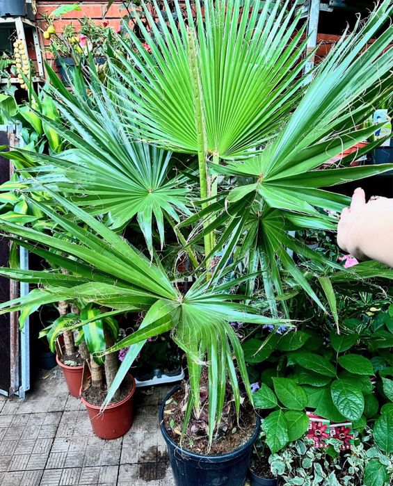 Великі живі пальми в горщиках. Київ