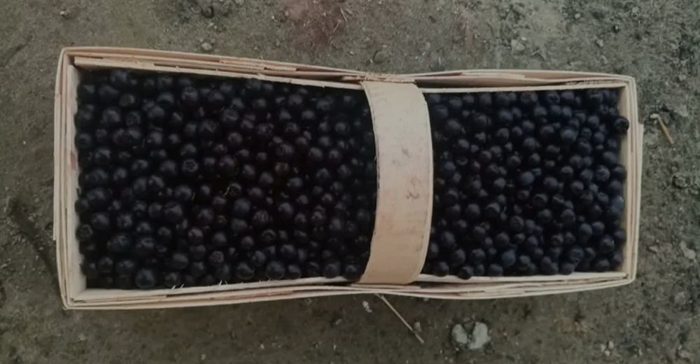 Aronia owoce ARONIA