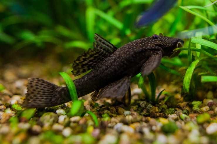 Анциструс продам от 3 см