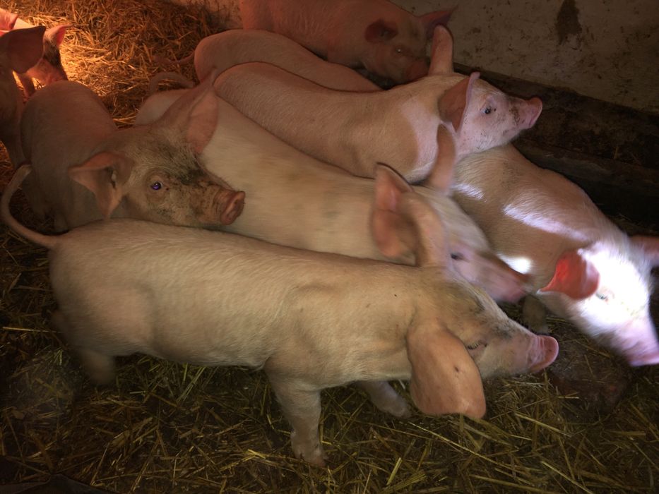 Продам поросят м‘ясного напрямку