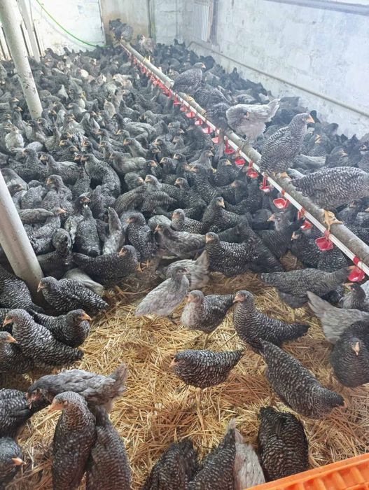 Продам курей!Краматорськ! Доставка безкошотовна