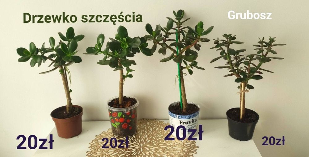 Grubosz - drzewko szczęścia
