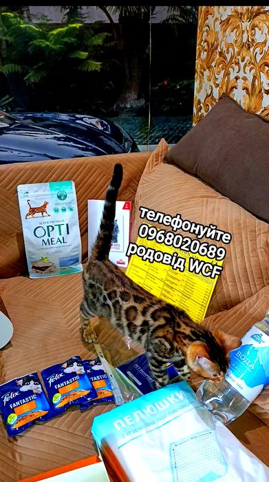 Екзотика вдома – бенгальські леопардики чекають на Вас, родовід WCF