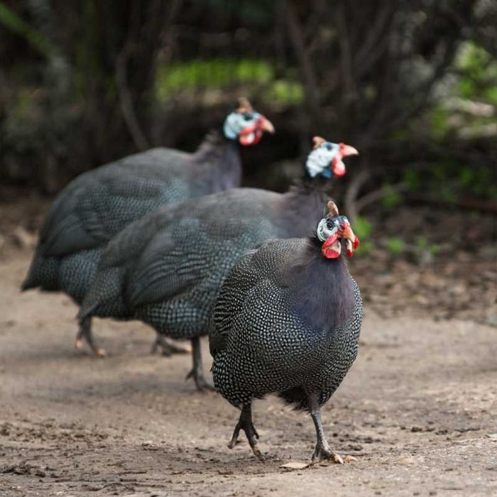 Sprzedam Perliki i Indory