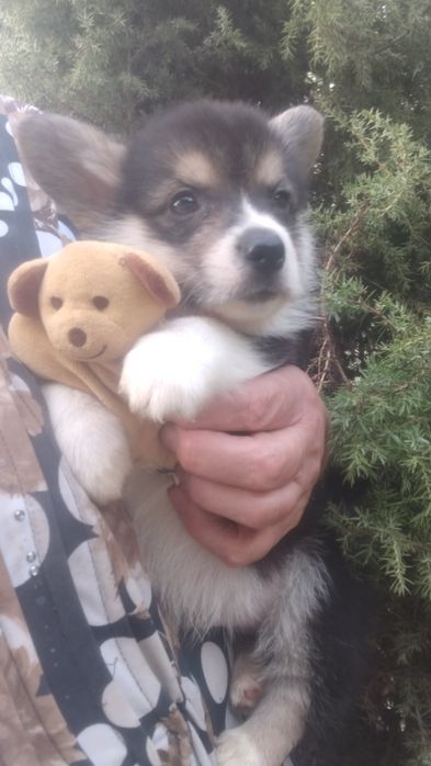 Святкова акційна пропозиція!