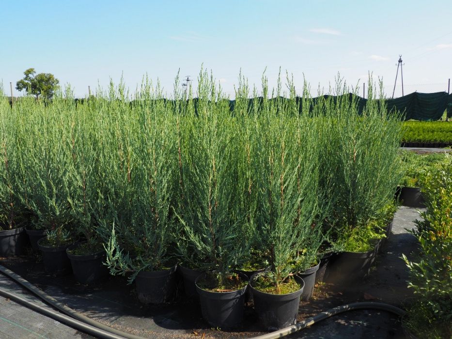 TUJA tuje BRABANT 110-140cm PROMOCJA szkółka Łabiszyn