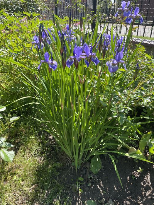 Півники сибірські (Іриси сибірські)