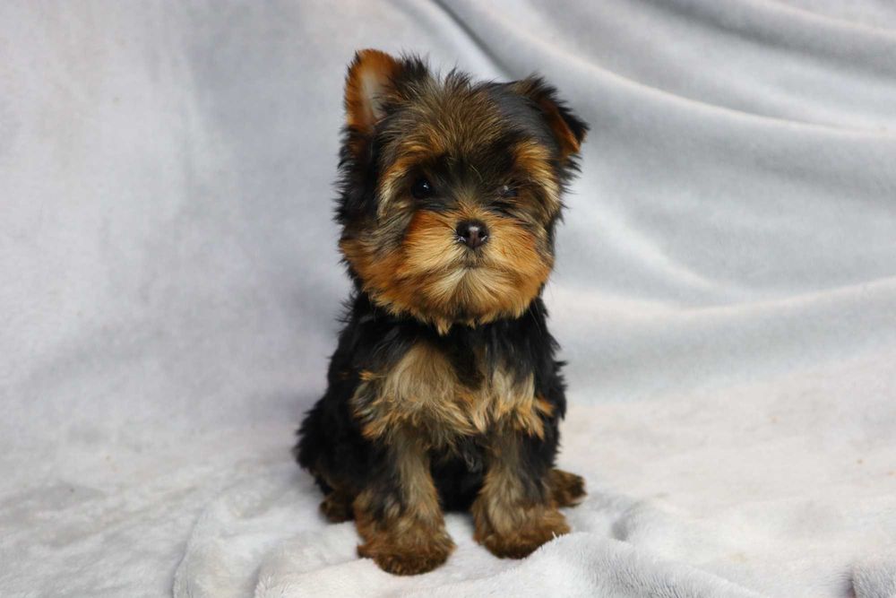 Yorkshire Terrier - szczenię ( york )