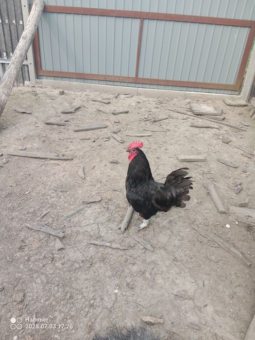 Sprzedam koguty Australorp i  mieszane
