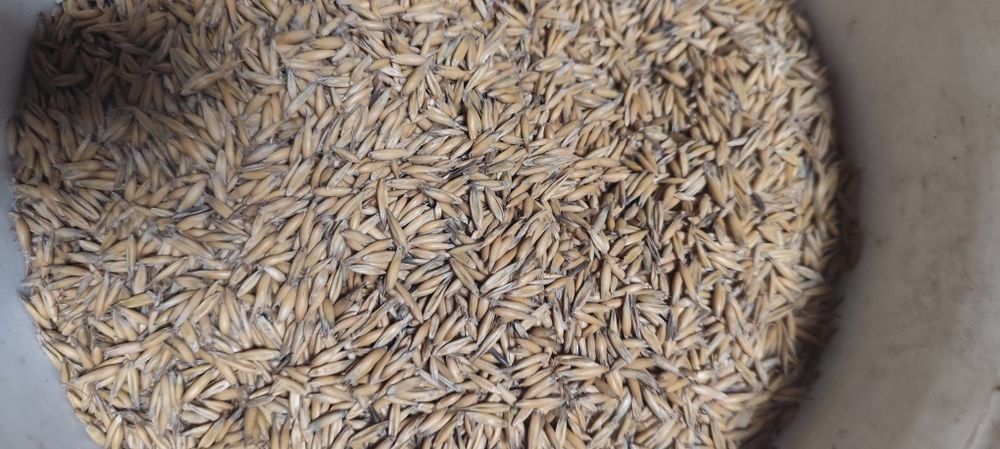 Owies jary zbiór 2025