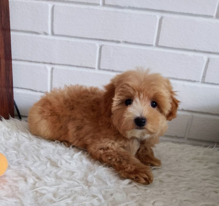 MALTIPOO MINI pieski!!! Maltańczyk &Pudel Toy