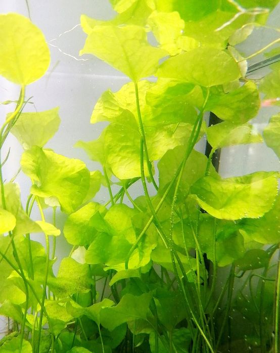 Roślinki z przycinki