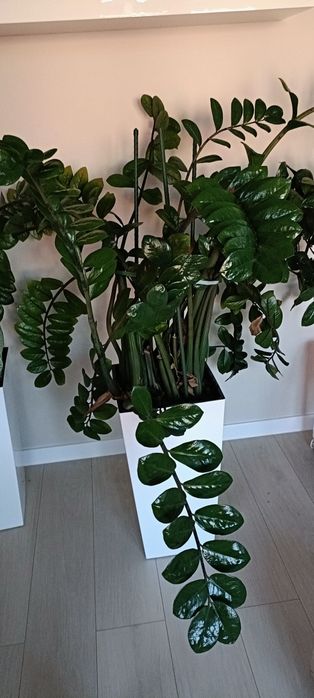 Zamiokulkas, zamia-przepiękny okaz