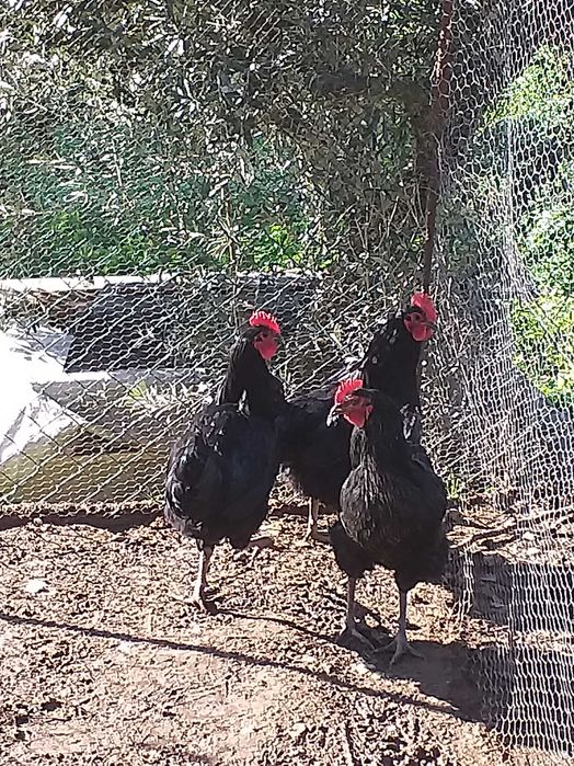 Jersey gigante negro