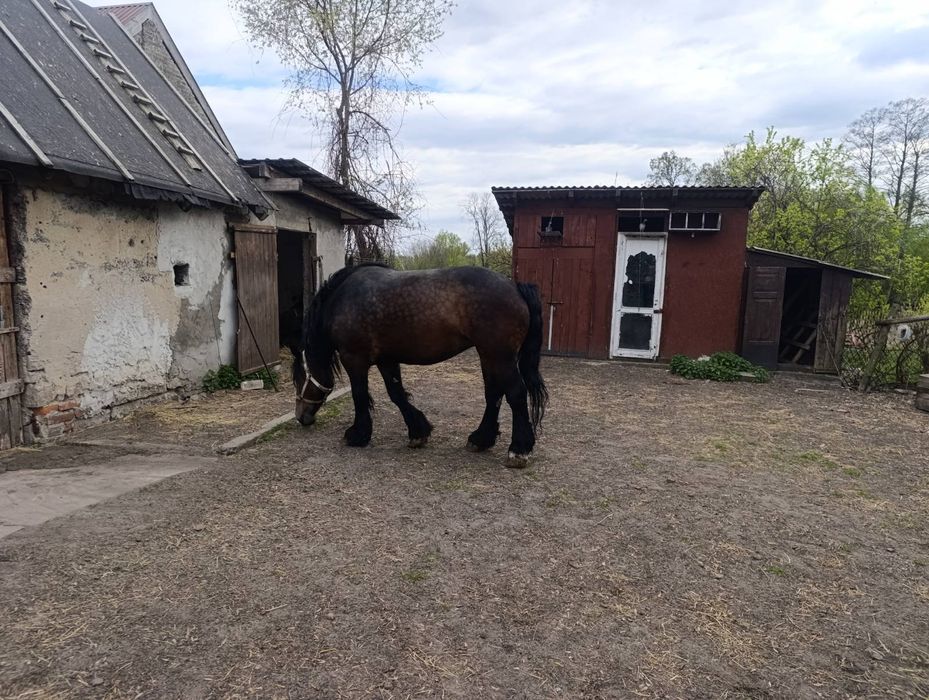 Sprzedam klacz pkz Sztum