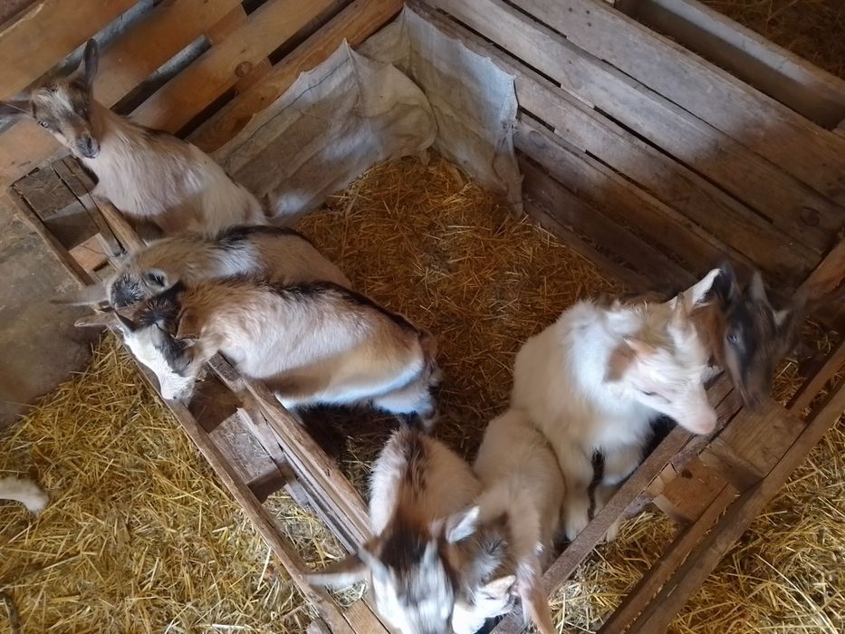 Продам козенят метиси