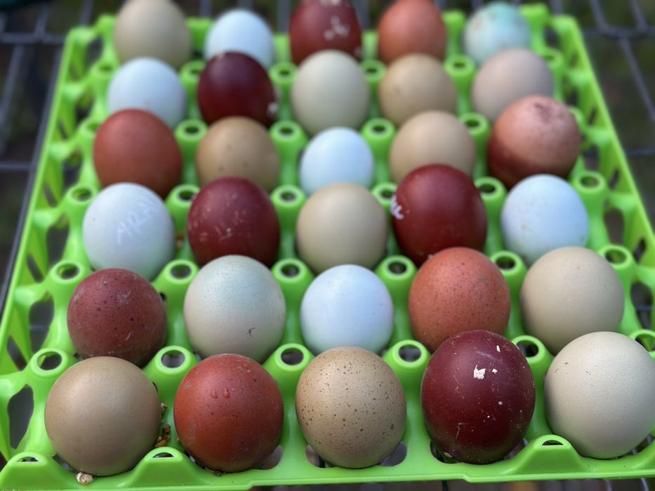 Ovos de olive egger