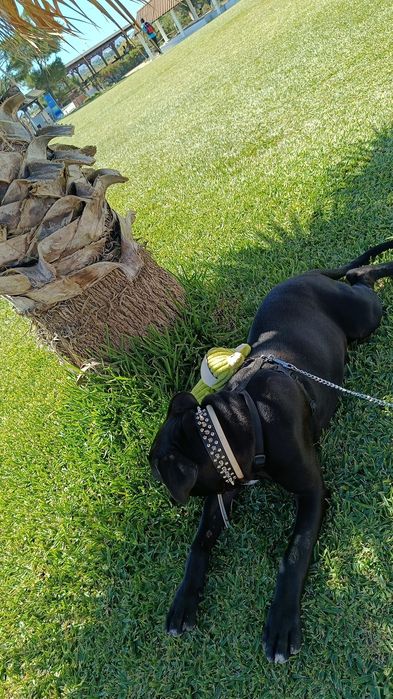 Doação legal de pitbull super dócil com outros animais e crianças
