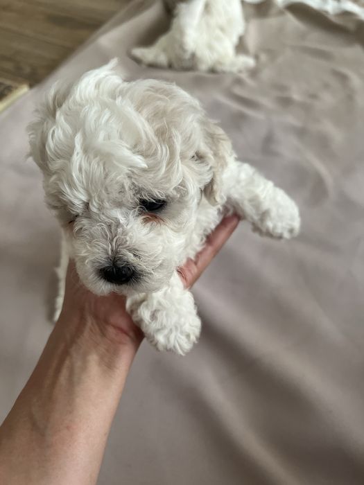 Продам  цуценя породи бішон фрізе