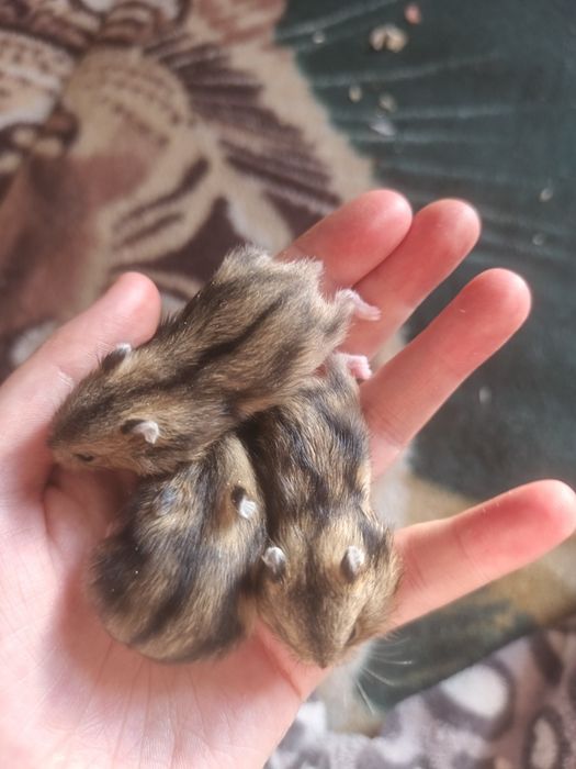 Продам джунгарских хомячат
