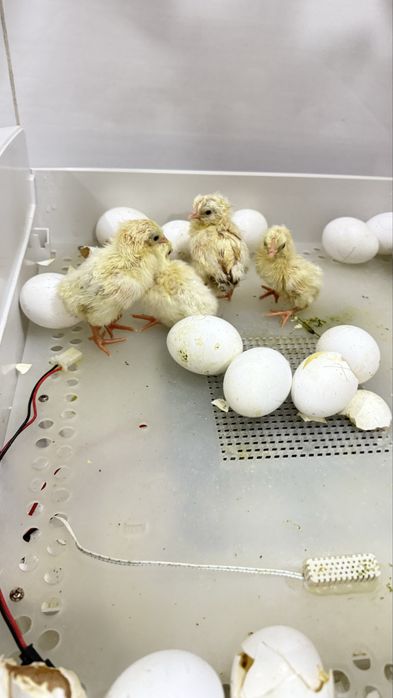 Vendo ovos galados Legorhn