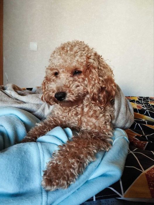 Карликовый (малый) пудель для вязки