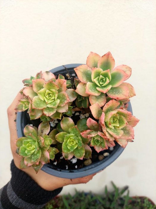 Suculenta Aeonium