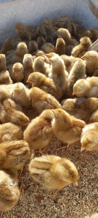 Реалізуем курчат бройлерів та курчат м'ясояечних порід також каченята