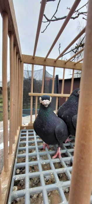 Sprzedam gołębie brodawczaki polskie