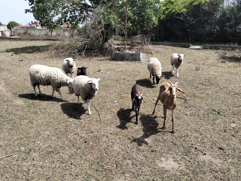 Ovelhas borrego cabra