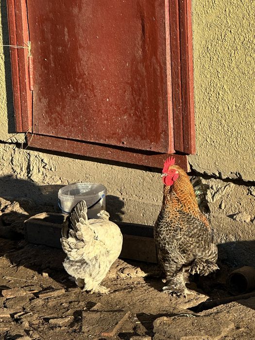 Продам курей ліліпутів бентемок