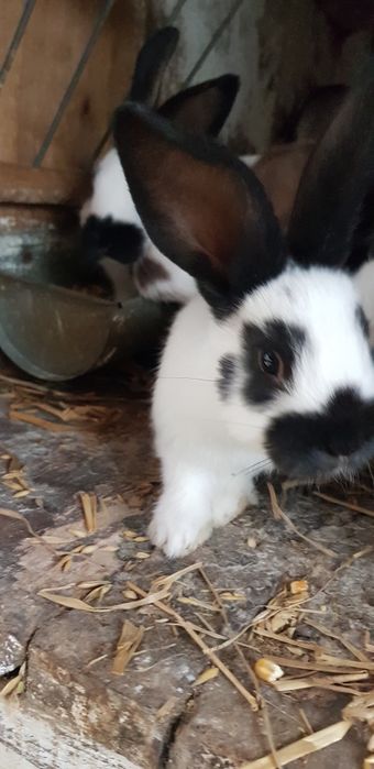 Młode króliki srokacze i burgundy.